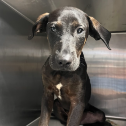 Shelter Stray Male Dog last seen , Hattiesburg, MS 39401