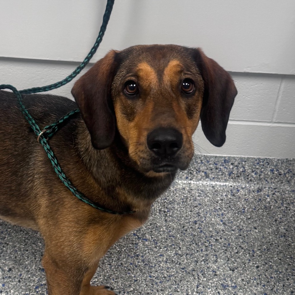 Shelter Stray Female Dog last seen , Greenville, SC 29609