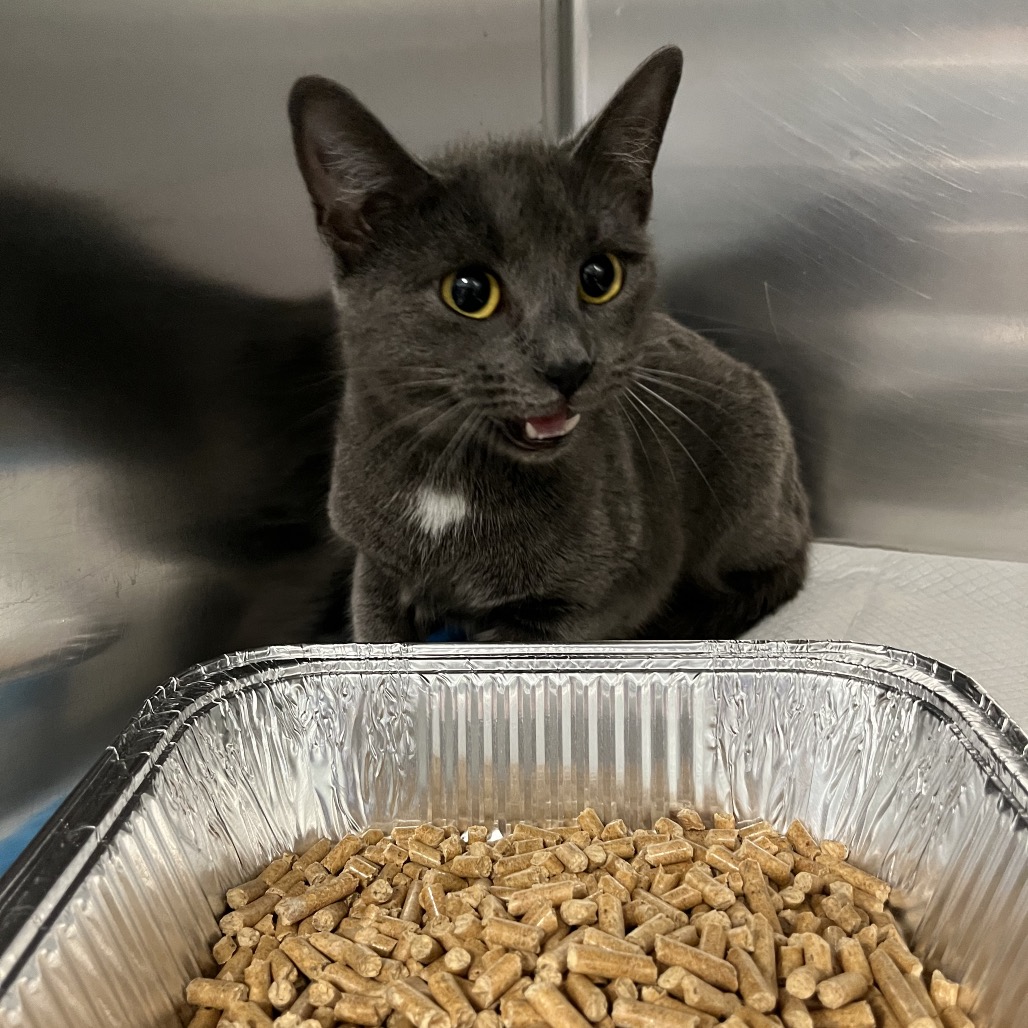 Shelter Stray Female Cat last seen , Greensboro, NC 27409