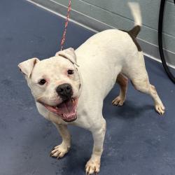 Shelter Stray Male Dog last seen , Greensboro, NC 27409
