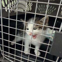 Shelter Stray Male Cat last seen , Greensboro, NC 27409
