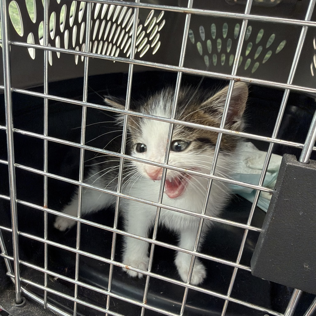 Shelter Stray Male Cat last seen , Greensboro, NC 27409