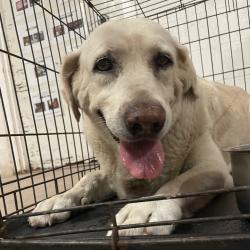 Shelter Stray Female Dog last seen , Edinburg, TX 78539