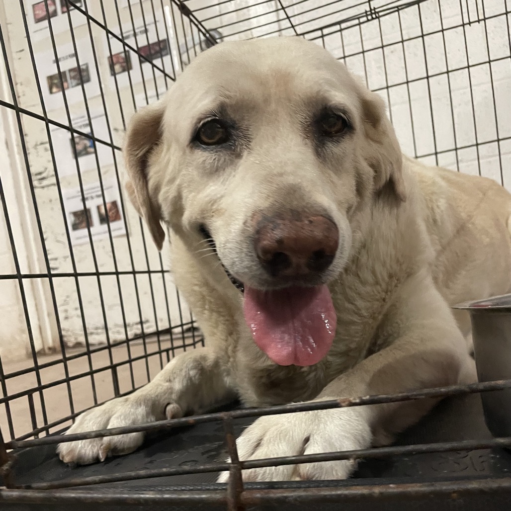 Shelter Stray Female Dog last seen , Edinburg, TX 78539