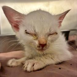 Shelter Stray Female Cat last seen , Columbus, GA 31907