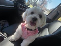 Reunited Female Dog last seen Woodland & 15th, Wichita, KS 67203