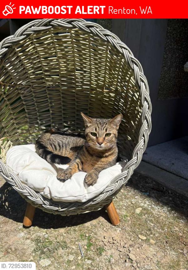 Lost Female Cat last seen S 36th pl, Renton, WA 98055