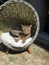 Lost Female Cat last seen S 36th pl, Renton, WA 98055