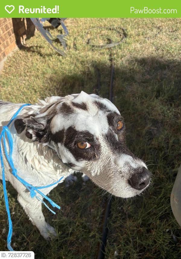 Reunited Female Dog last seen  Clark road and Avenida De Baca, Abilene, TX 79602
