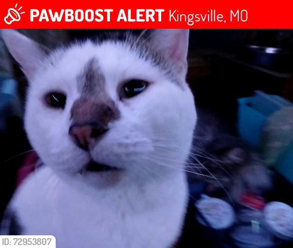 Lost Male Cat last seen Powell Gardens , Kingsville, MO 64061