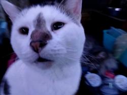 Lost Male Cat last seen Powell Gardens , Kingsville, MO 64061