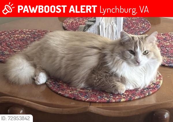 Lost Male Cat last seen Long Meadows Drive Lynchburg,Va 24502, Lynchburg, VA 24502
