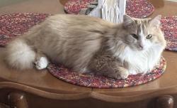 Lost Male Cat last seen Long Meadows Drive Lynchburg,Va 24502, Lynchburg, VA 24502