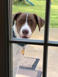 Lost Male Dog last seen Deer Creek, Edwards, MO 65326