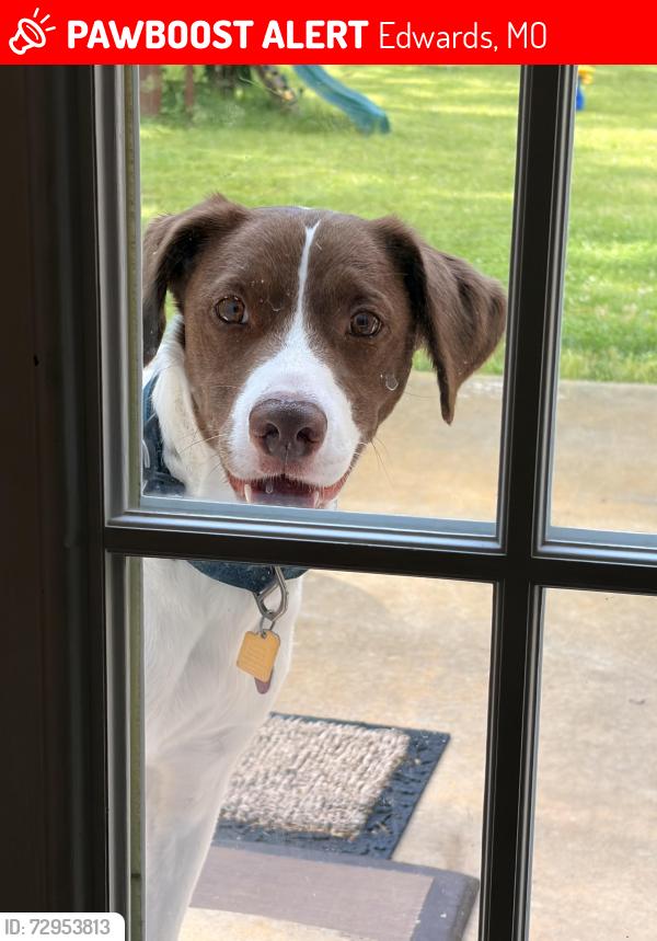 Lost Male Dog last seen Deer Creek, Edwards, MO 65326