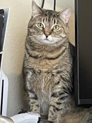Reunited Female Cat last seen Kowald Lane and Tristan Trail in New Braunfels , New Braunfels, TX 78130