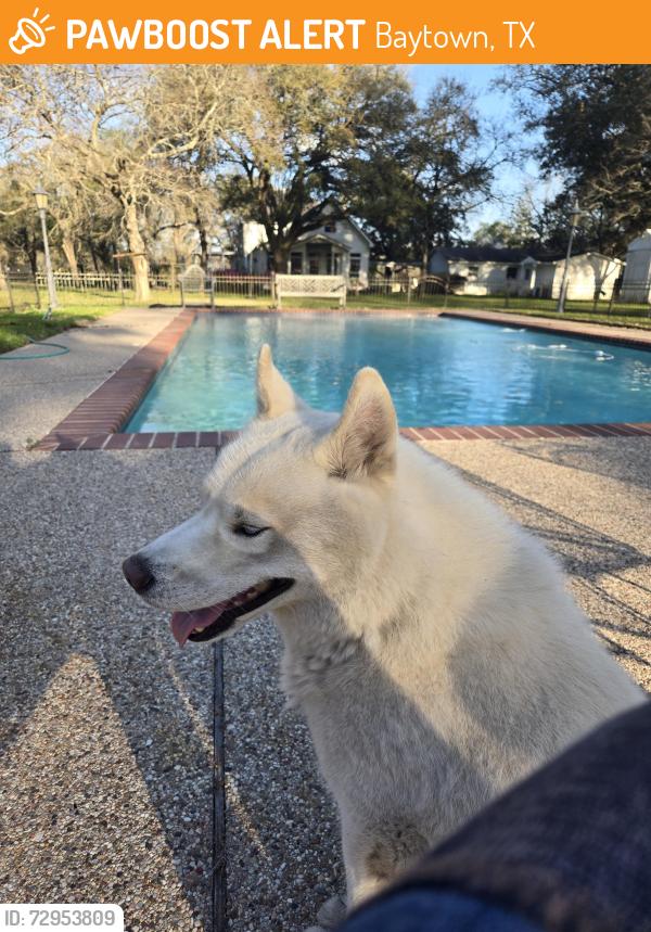 Found/Stray Male Dog last seen Kilgore Road Baytown Tx, Baytown, TX 77520