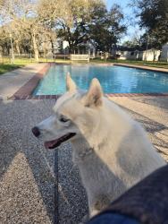 Found/Stray Male Dog last seen Kilgore Road Baytown Tx, Baytown, TX 77520