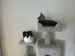 Reunited Male Cat last seen Cochran, Simi Valley, CA 93065