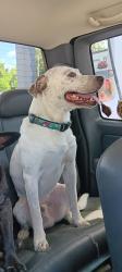 Lost Male Dog last seen Near s MOONRAKER TER floral city florda, Floral City, FL 34436