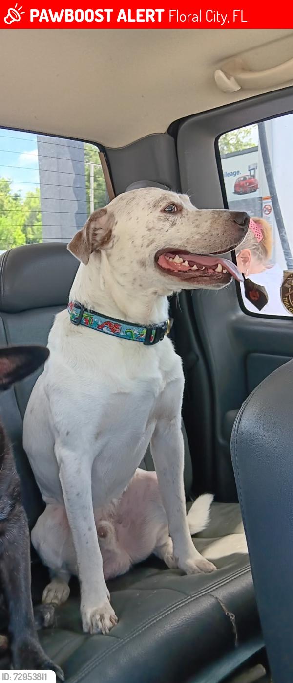 Lost Male Dog last seen Near s MOONRAKER TER floral city florda, Floral City, FL 34436