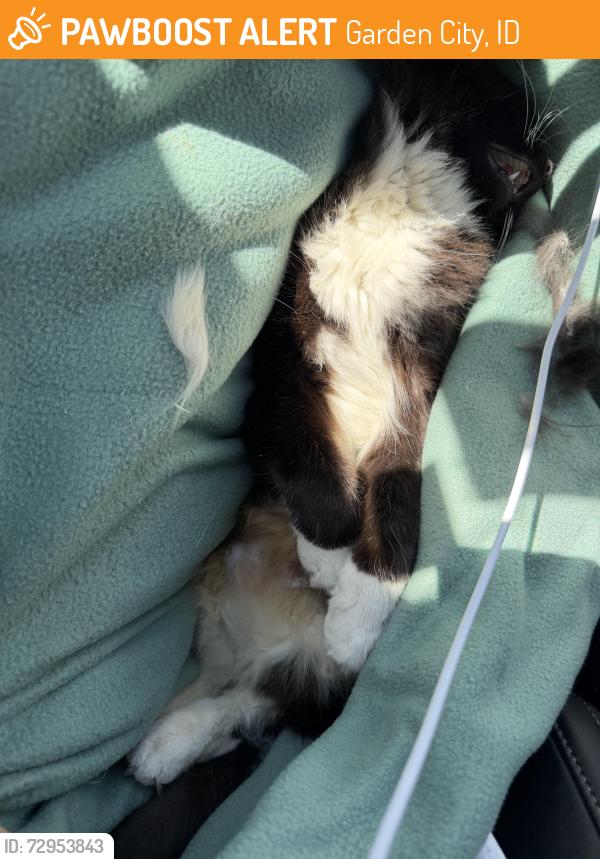 Found/Stray Female Cat last seen Millstone, Garden City, ID 83704
