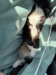 Found/Stray Female Cat last seen Millstone, Garden City, ID 83704