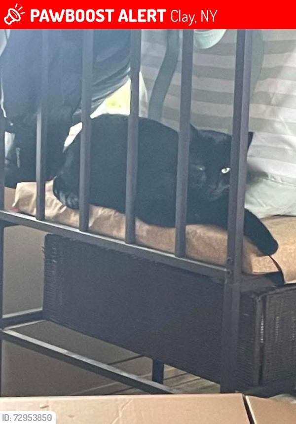 Lost Female Cat last seen Grosvenor Ct, Clay, NY 13090