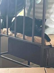 Lost Female Cat last seen Grosvenor Ct, Clay, NY 13090