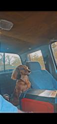 Reunited Female Dog last seen Near Calhoun Memorial Hwy, Easley, SC 29640, USA, Easley, SC 29640