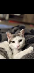 Lost Female Cat last seen fairview and cole, Boise, ID 83709