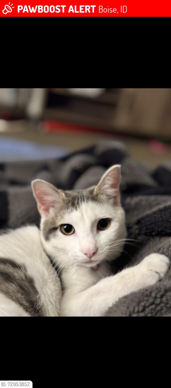 Lost Female Cat last seen fairview and cole, Boise, ID 83709