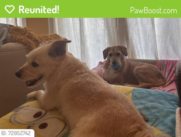 Reunited Male Dog last seen Jackson Hill & Floyd, Houston, TX 77007