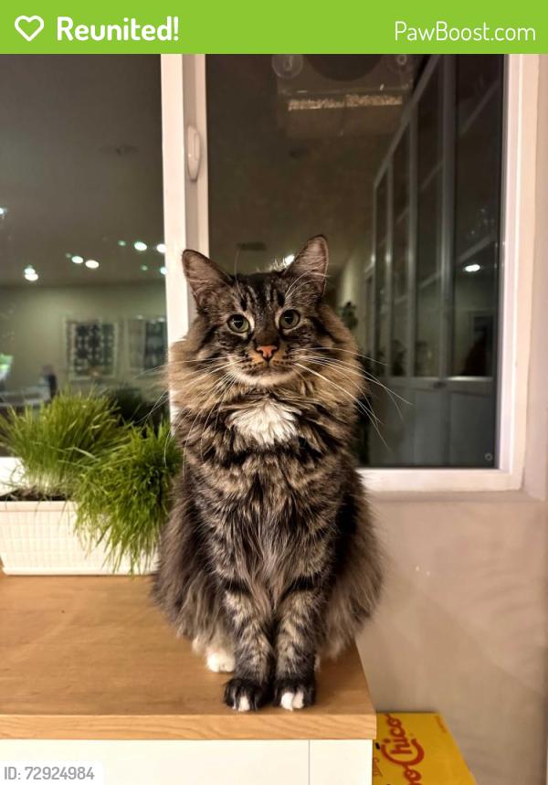 Reunited Male Cat last seen Begonia Drive and Almond Blossom Lane, San Jose, CA 95124