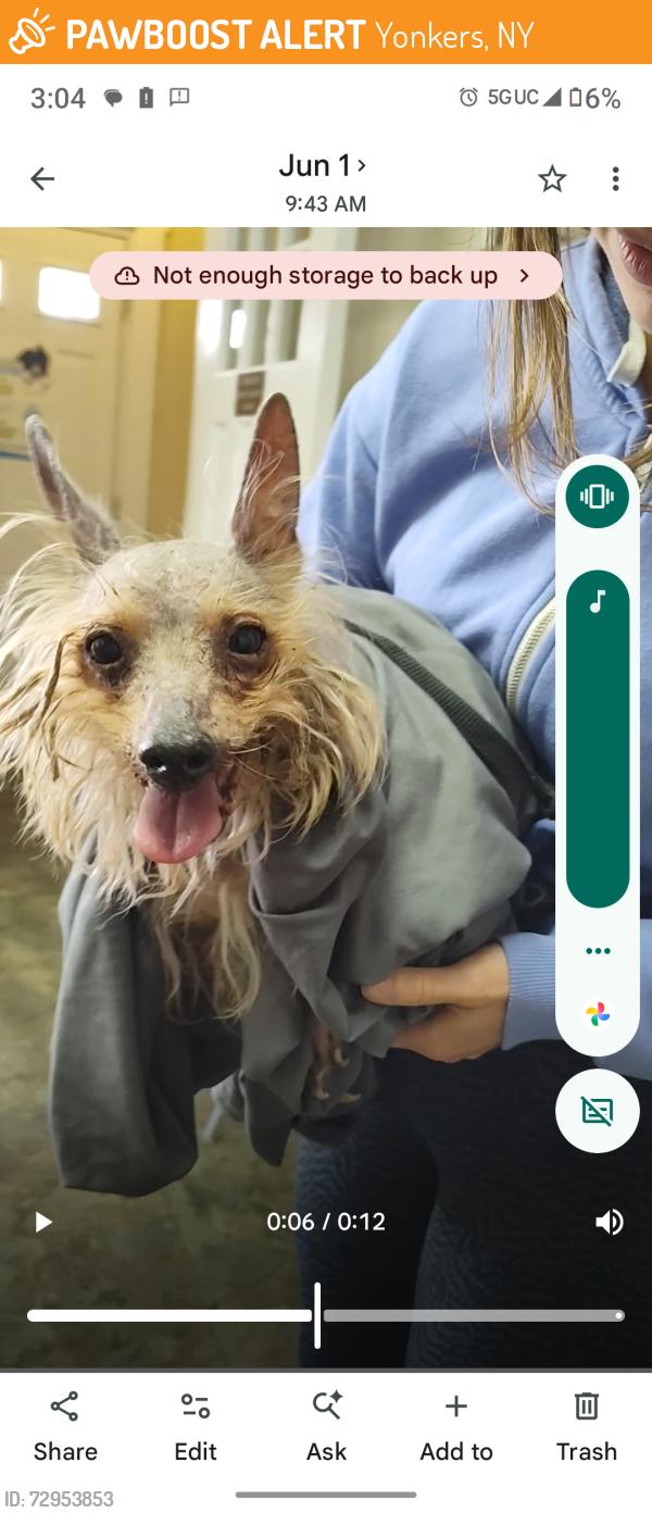 Found/Stray Male Dog last seen Near Prescott Street, Yonkers, NY , Yonkers, NY 10701