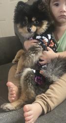 Reunited Female Dog last seen Caldwell , Visalia, CA 93277