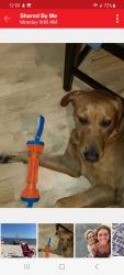 Lost Male Dog last seen Near entrance to lake auman, Seven Lakes, NC 27376