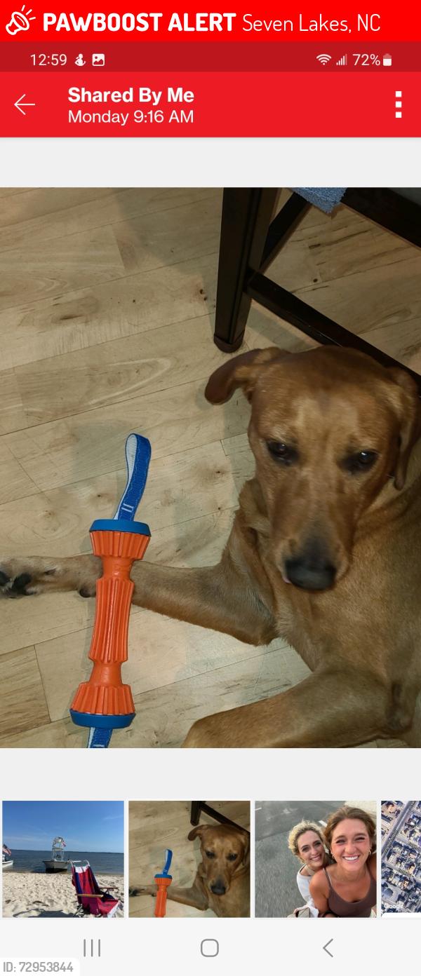 Lost Male Dog last seen Near entrance to lake auman, Seven Lakes, NC 27376