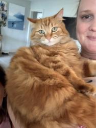 Lost Female Cat last seen Ruth dr , Pleasant Hill, CA 94523