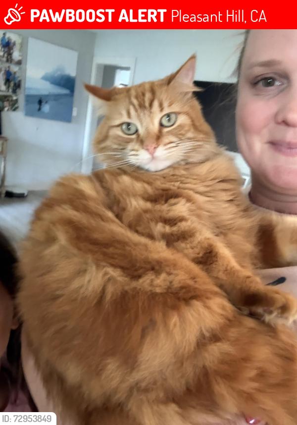 Lost Female Cat last seen Ruth dr , Pleasant Hill, CA 94523
