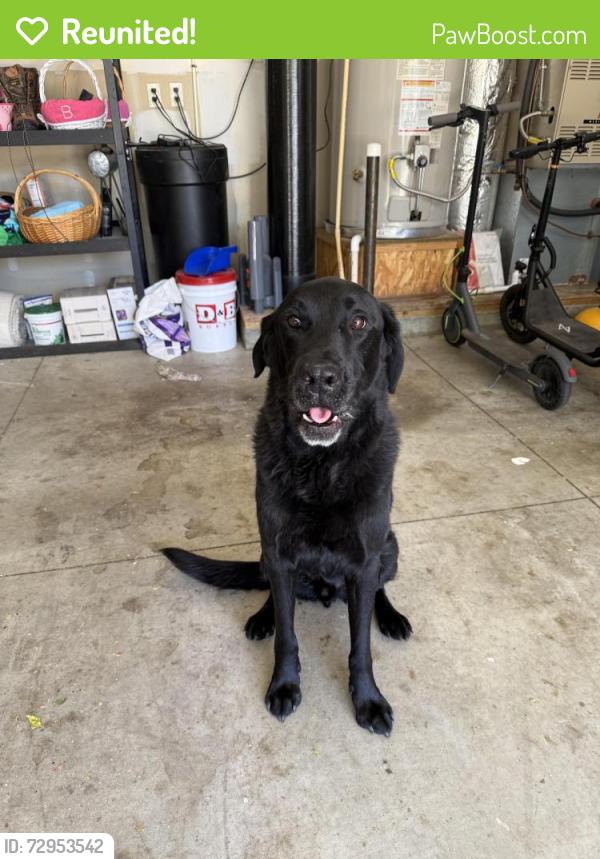 Reunited Male Dog last seen Bridge tower subdivision , Meridian, ID 83646