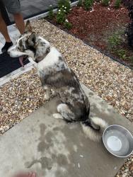 Found/Stray Male Dog last seen Marion Oaks, , Marion Oaks, FL 34473