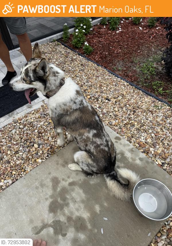 Found/Stray Male Dog last seen Marion Oaks, , Marion Oaks, FL 34473