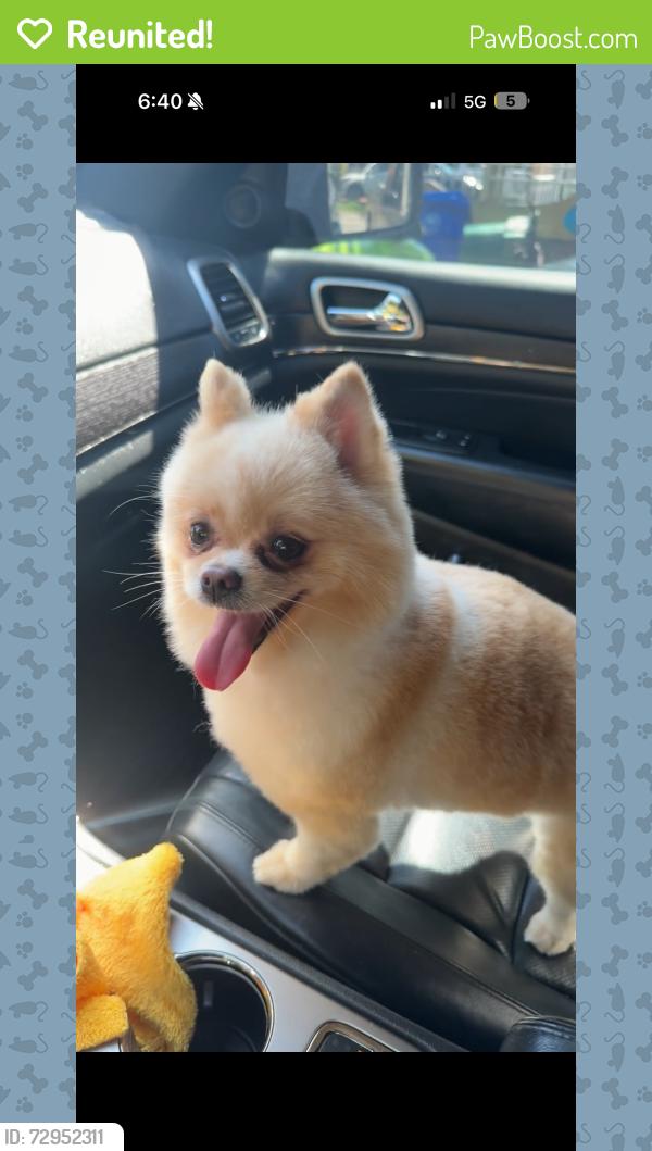 Reunited Female Dog last seen Near S Park Rd a, Hollywood, FL 33021, EE. UU., Hollywood, FL 33021