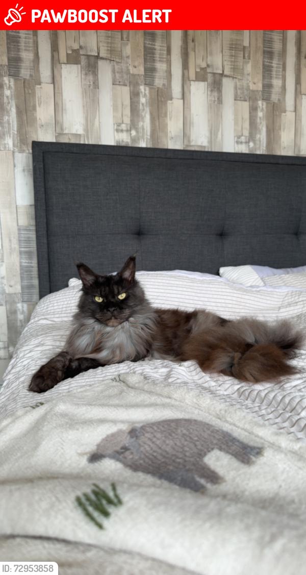 Lost Female Cat last seen Near St Annes Road , Dumfries and Galloway, Scotland DG2 9HZ