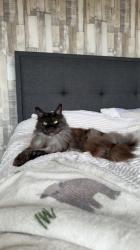 Lost Female Cat last seen Near St Annes Road , Dumfries and Galloway, Scotland DG2 9HZ