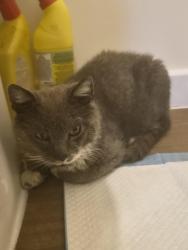 Reunited Male Cat last seen Wv10 0df, West Midlands, England WV10 0DF