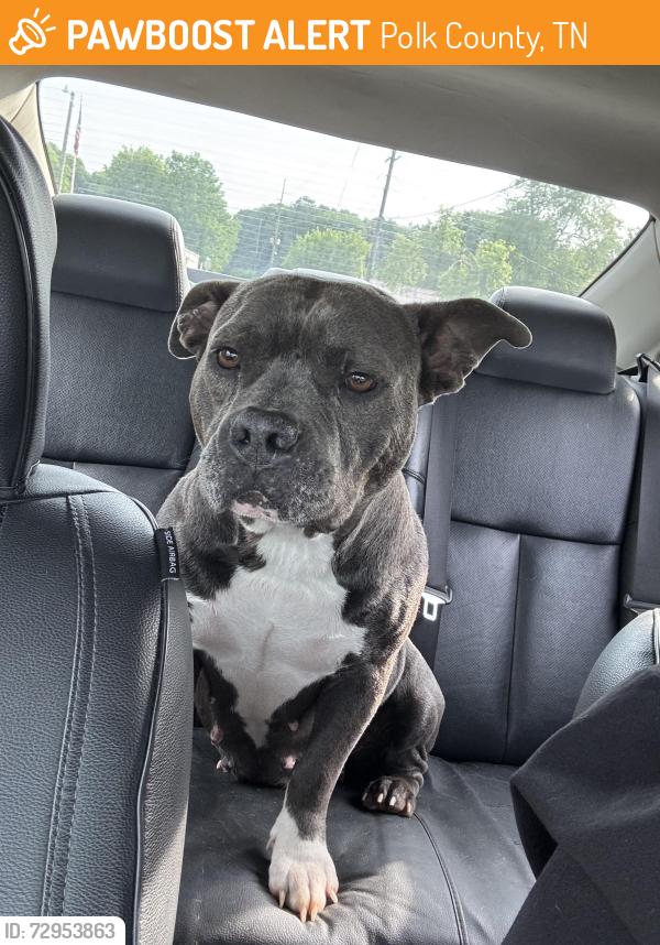 Found/Stray Female Dog last seen Sloans gap road, Polk County, TN 37361