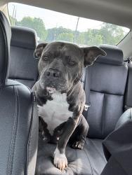 Found/Stray Female Dog last seen Sloans gap road, Polk County, TN 37361