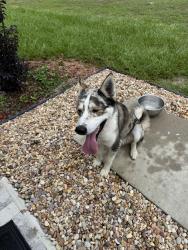 Found/Stray Male Dog last seen Sw 25Th circle , Marion Oaks, FL 34473
